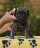 CHIOT collier blanc