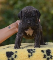 Hermanas De Sangre - Dogo Canario - Portée née le 09/08/2016