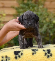 CHIOT collier bleu clair