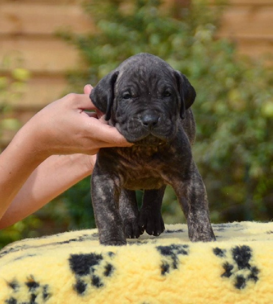 Hermanas De Sangre - Dogo Canario - Portée née le 09/08/2016